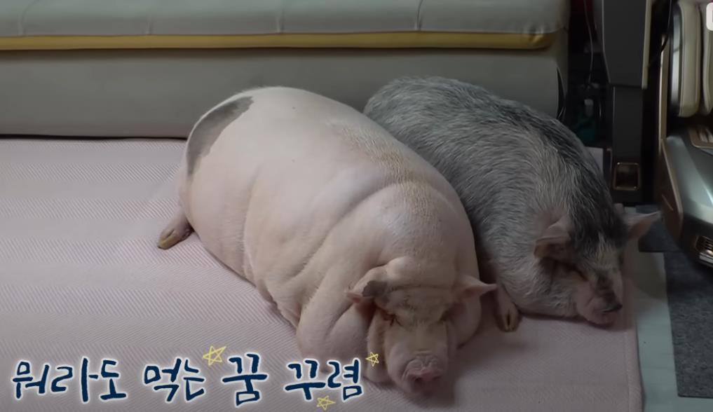 古尔丹 韩国女孩养迷你猪秒变大胖猪，如今带着它们刻苦运动节食减肥