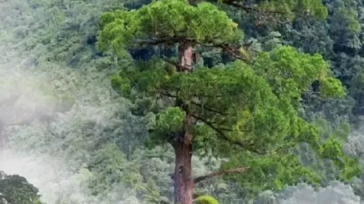 云南|世界最高树木在美国，比我国最高树木高了33米多，却不让参观了