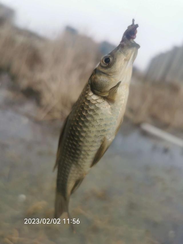 鲫鱼|久违的小野塘，首钓就是开门红