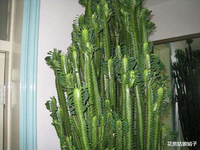 4种“镇宅树”,家里养一棵,漂亮又吉利,家里“贵人辈出”