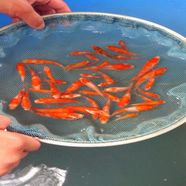 男子花170万湖里养鱼,结果300万鱼苗集体消失,几年后狂赚上亿元