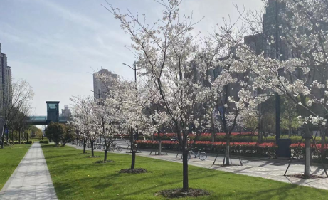 |七周年特刊 | 云海荡朝日,春色任天涯