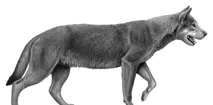 1700万年前的猫犬大战:猫科入侵北美,导致犬科一家族团灭