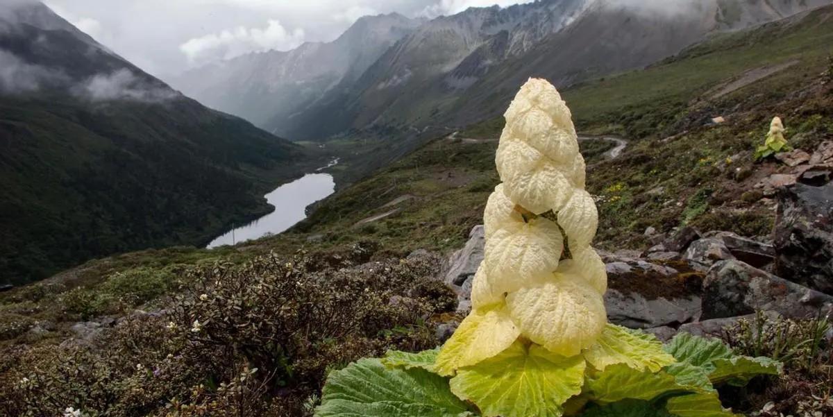 川藏公路|川藏线偶遇神似“大白菜”的植物，勿随意触碰采摘，小心付出代价