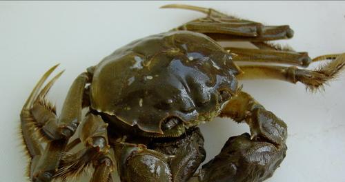 |探秘新钓点鱼影都没见到，却意外钩起一螃蟹，得知身份后高兴坏了