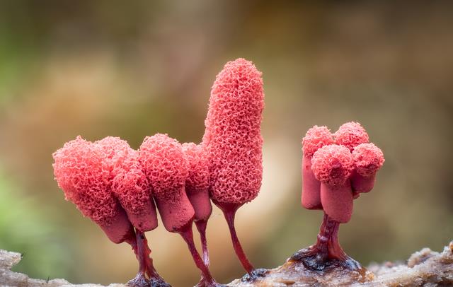 黏菌：单细胞生物，其行为很像人，聚集成群落和宇宙结构异曲同工