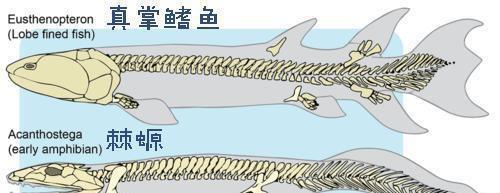 巴西海滩惊现神秘巨手,骨骼纤细有五指,专家:并不属于人类