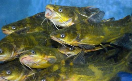 下酒菜|小暑气温高,黄辣丁好钓!运用3个“技巧”,狂拉黄颡鱼当下酒菜