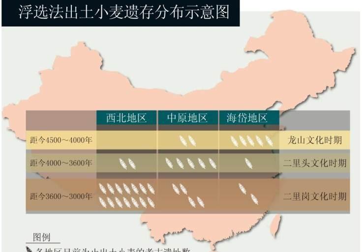 从西亚到中国, 从山羊草到栽培小麦, 史前一万年发生了怎样的演化