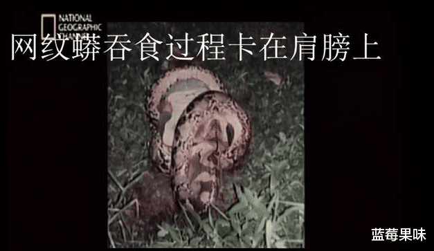 辟谣|“桂花”体长超十米?世界上是否真的还存在超过十米的蛇?