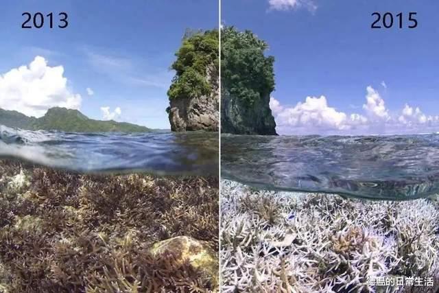 气候危机已影响90%海洋物种？种种迹象表明第六次大灭绝或在发生
