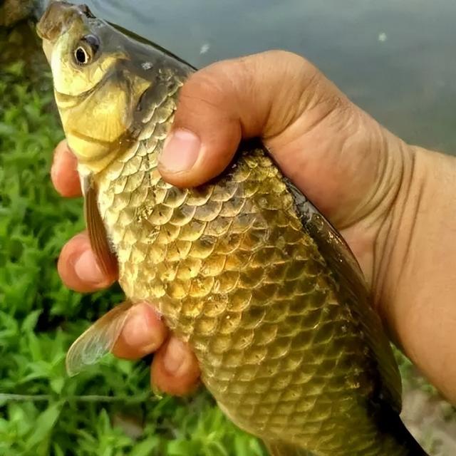 |春钓即将开始，钓友赶紧摩拳擦掌，去收获久违的金鲫大鲤吧