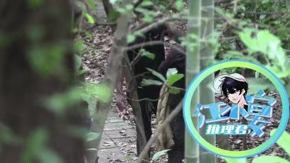 鞠婧祎|鞠婧祎拍戏遭陌生男偷拍！场务将其绑树上教训，现场起冲突引争议