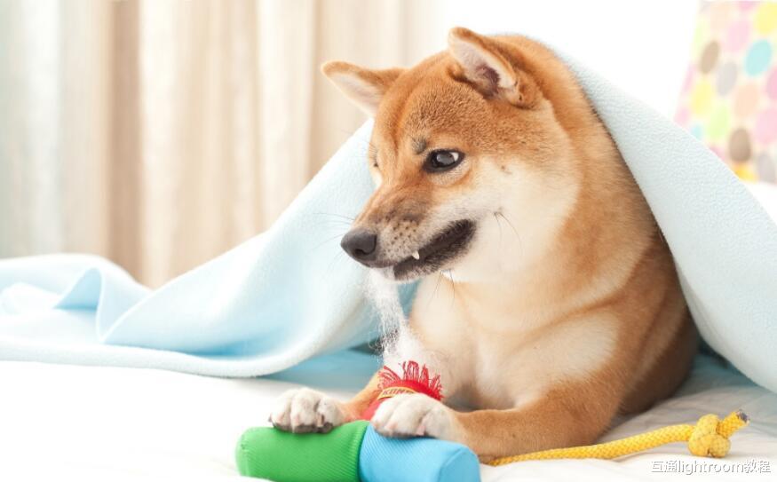 怎样养成良好的摄影习惯，捕捉宠物的精彩瞬间！