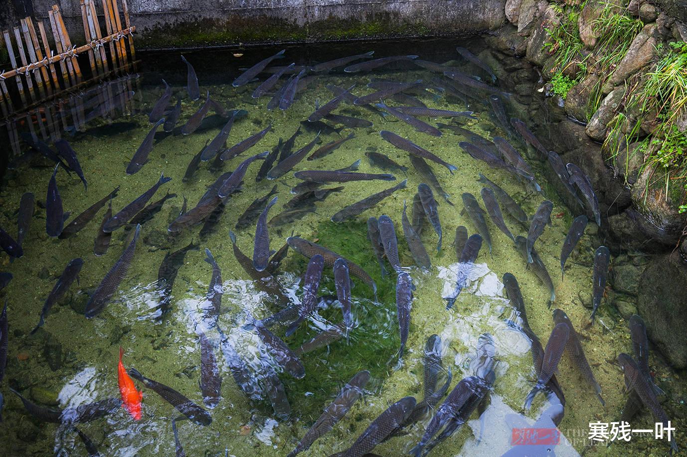 浙江开化清水鱼,草鱼卖100元一斤供不应求,看完养殖过程都说值