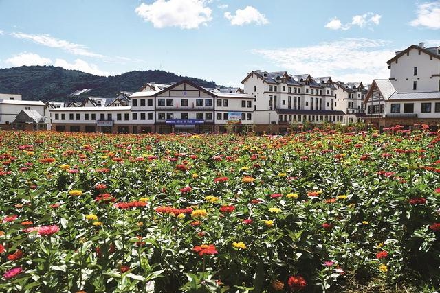 上海市|长白山池西区旅游打卡地丨池西区花海