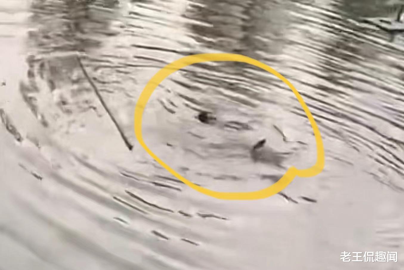 女友闹情绪跳河,不懂水性的男友下河营救,现场一幕让女子悔恨终身