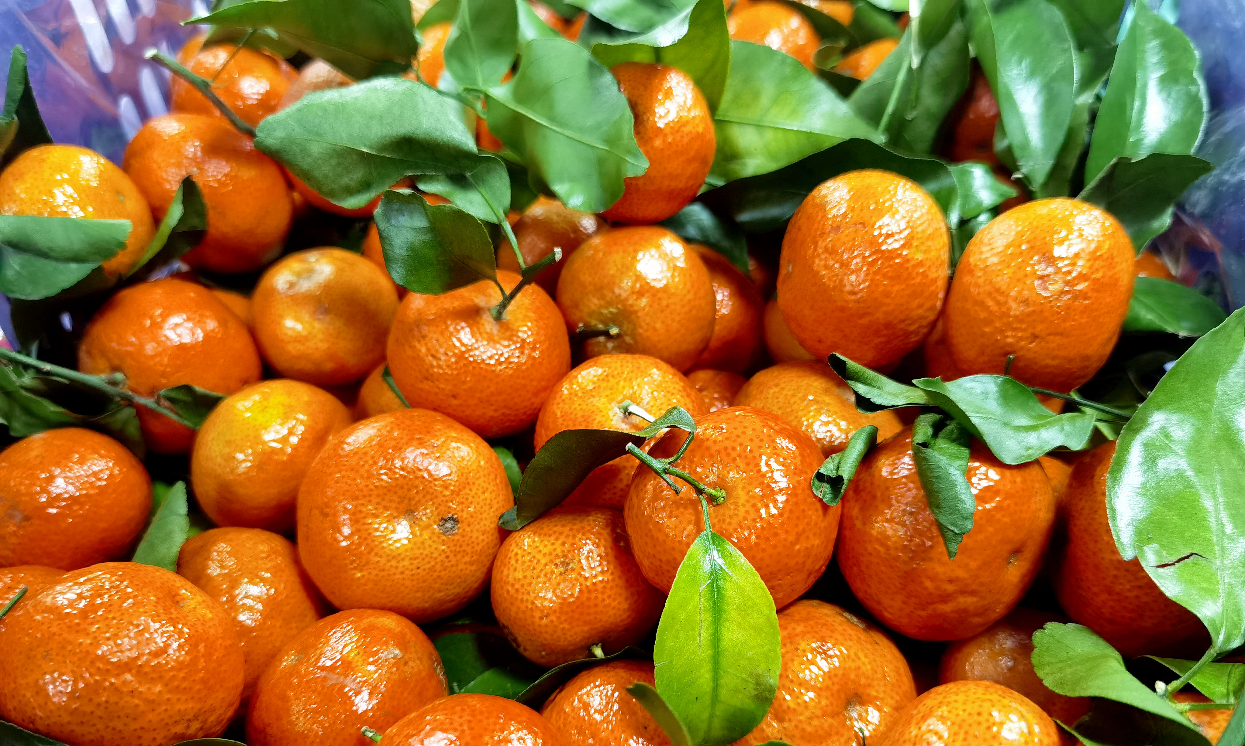 终于知道,为啥砂糖橘都是带叶卖,原来藏着“猫腻”,早知早受益