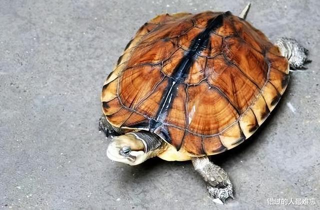 男子花百万买下三只臭龟,别人都笑他傻,谁知道四年后却靠龟翻身