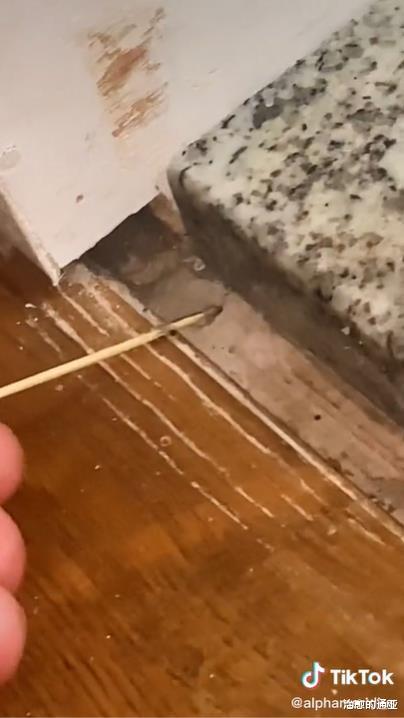 英国小哥在家发现巨型蜘蛛,吓得魂飞魄散:我以后住二楼不下来了