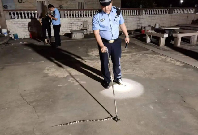 罕见！泉州南安1条银环蛇大战5只老鼠