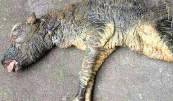 从科学的角度看,“牛生麒麟,猪生象”到底是怎么回事?
