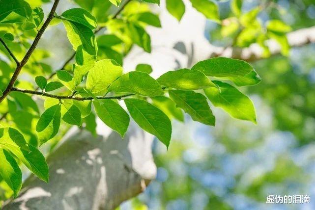 9月3日,看你的属相适合做什么