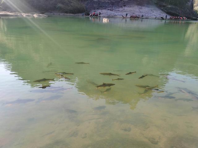 草鱼|颜色发青，长得像棍子，人称“淡水鱼之王”，连鱼鳞都是极品美味