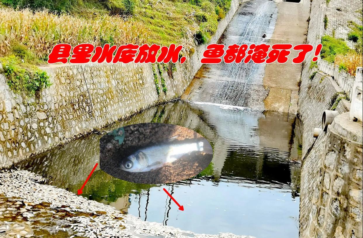 干旱|旱的旱死，涝的涝死，南方的鱼死于干旱，山西的鱼却被淹死了！