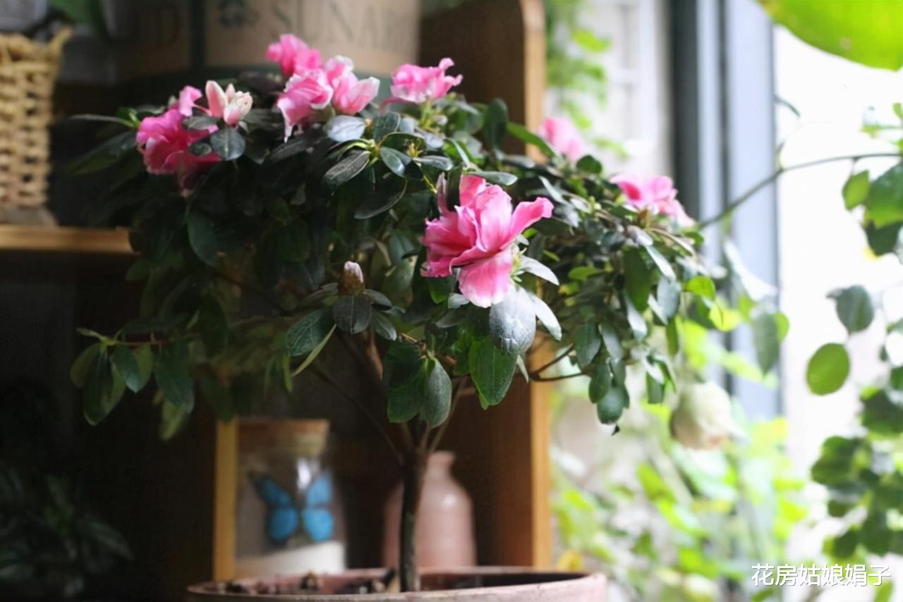 封闭阳台按照这些方法改造，一样能养出好花，这7种花就很不错