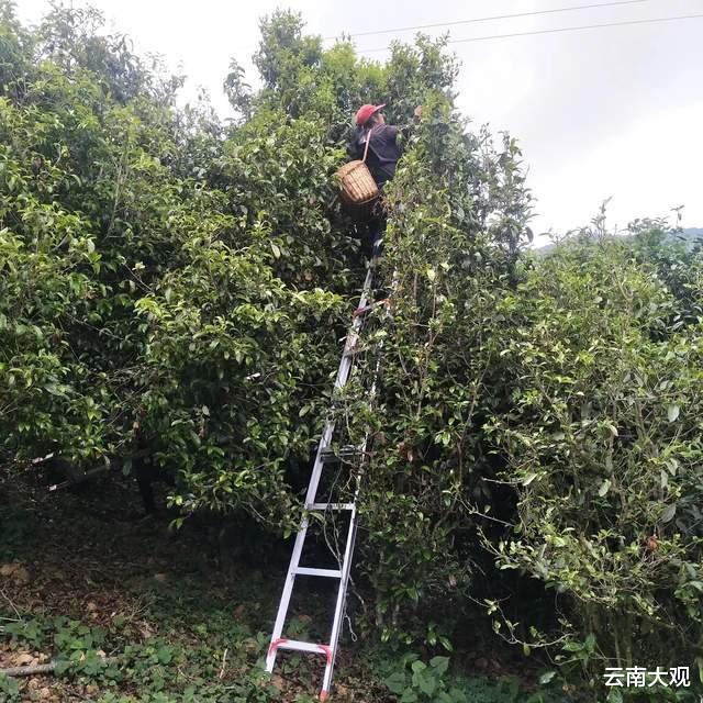 |云南临沧凤庆绿美茶园“只此青绿”独自娇
