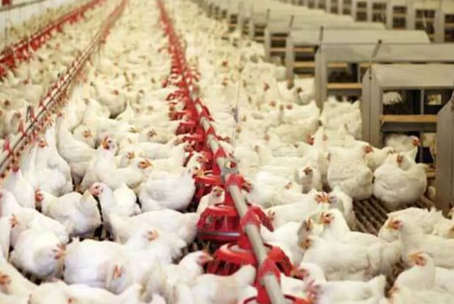 O型血|我国癌症高发，是否和速成鸡鸭有关呢？医生揭露真相，看完涨知识