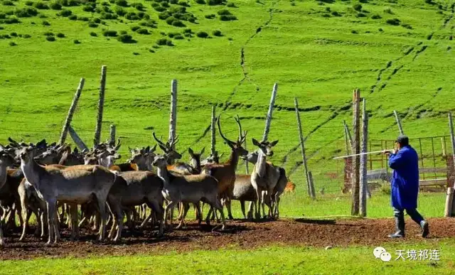 云南|呦呦鹿鸣，号称亚洲最大半野生驯鹿基地——祁连鹿场，初春踏青首选地！