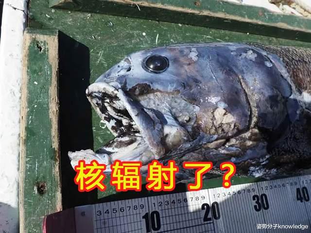 核辐射变异?日本2000米深海发现2.5米长怪鱼,是什么物种