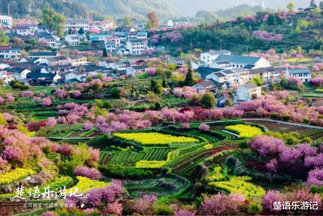 宁波|浙江宁波有一个宝藏古村落，千亩晚樱花开烂漫如霞，胜似童话世界