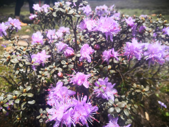 香格里拉|香格里拉大四赏花地，秋天仅剩一处绝美