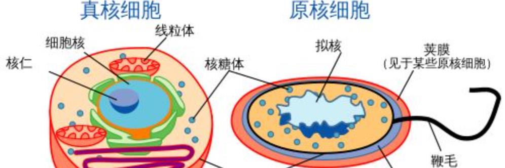 生物进化普遍选择的是衰老,而不是永生,这究竟是为什么?