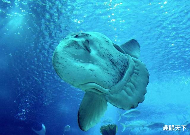 揭秘世界上最大的深海硬骨鱼，被咬了都懒得反抗！它是如何活下来的？