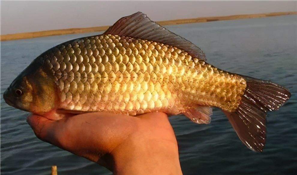 |路灯里面藏鲫鱼，你说稀奇不稀奇？看看鲫鱼的生命力有多顽强