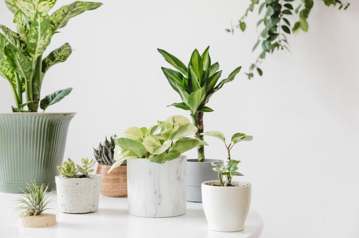 连衣裙|49岁的中年妇女进城，为了一根金项链疯狂地迷恋上了“老男人”