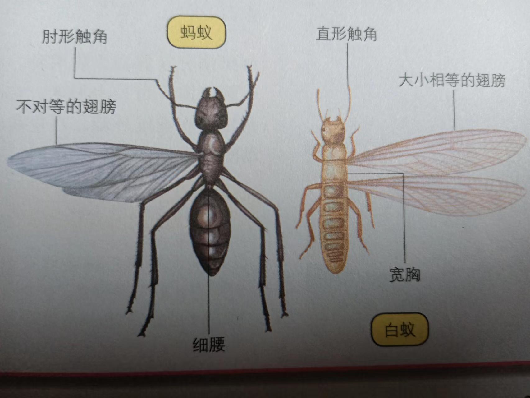 白蚁是不是蚂蚁