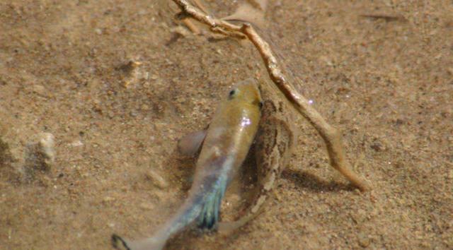 电影|仅存38条，沙漠鱼与世隔绝了6万年，为何不把它们转移出沙漠