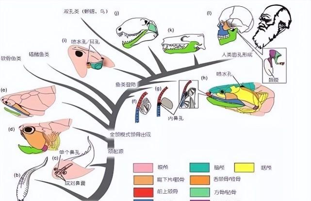 人类起源于地球而非外太空,为何主流科学界坚信这点?