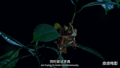 花了3年,研究83种动物性行为,只出5集,这片评分9.4,惊艳世界