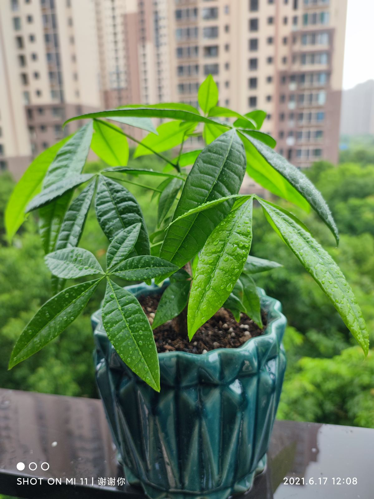 4种花命里带“钱”,“金银财宝”都具备,养家里想不富贵都难