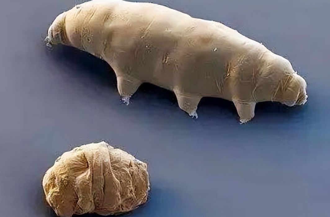 一次失败的探月,将地球最顽强的生物留在月球,它们怎么样了?