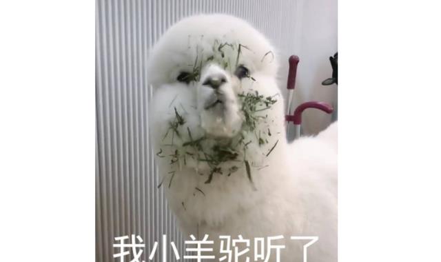 hr|搞笑：找工作HR问“你需要工资吗”，员工反问“你需要吃饭吗？”