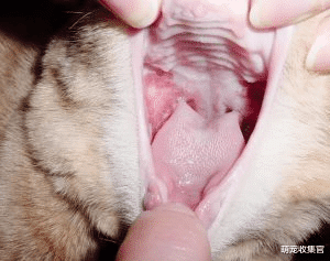 口炎最容易被忽视的猫咪健康问题，症状有哪些，怎么预防猫口炎？