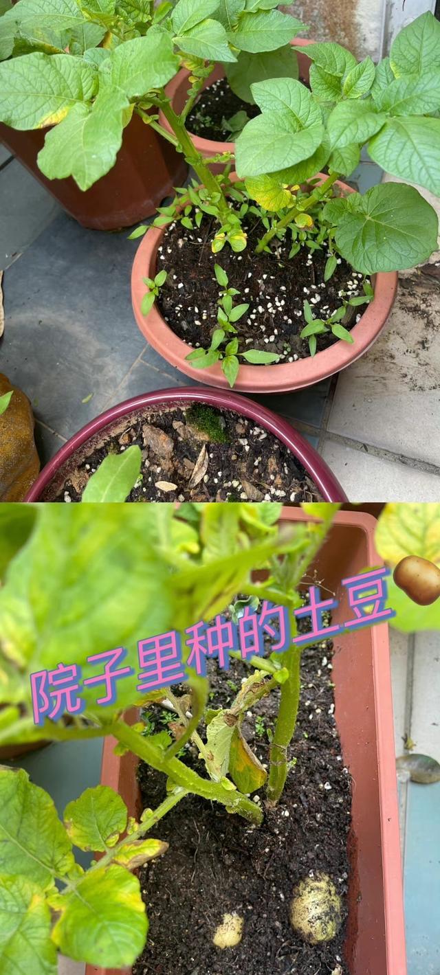 方媛|方媛晒近照，4岁大女儿波浪卷长发及腰，2岁小女儿握笔姿势好可爱