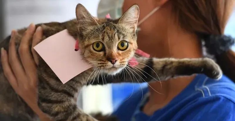 世界首例:人类被猫传染上新冠病毒
